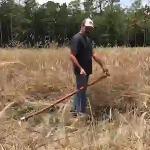 Rye Planting - Step 2 - Cutting the Rye