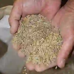 Rye Planting - Step 4 - Harvested Rye Ready to Cook