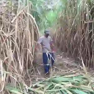 Sugarcane - Harvest